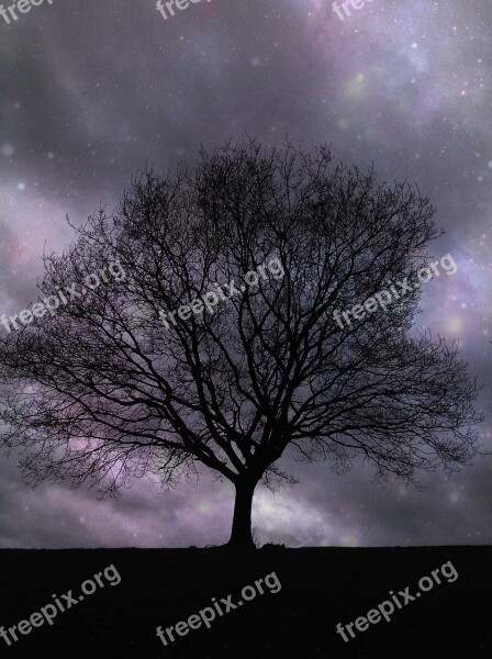 Lone Tree Stars Night Lone Silhouette