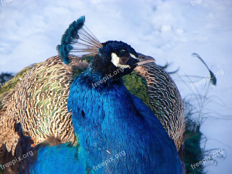 Peacock Blue The Head Of The Peacock Crown Free Photos