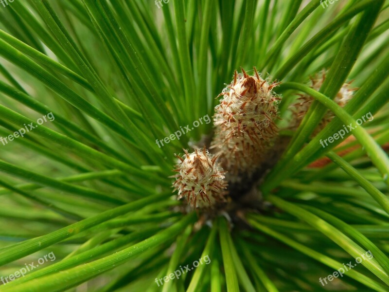 Pine Needles Needles Green Pine Buds Botany