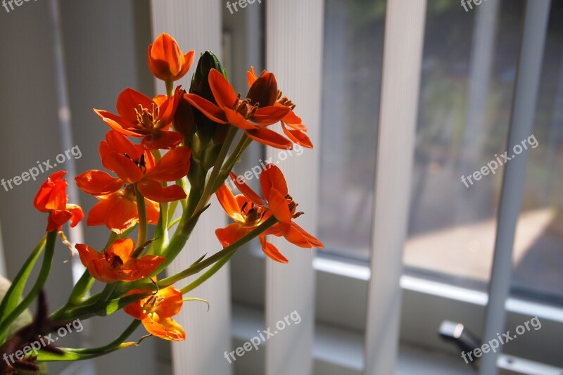 Flowers Bunch Of Flowers Orange Flower Vesicles Bloom