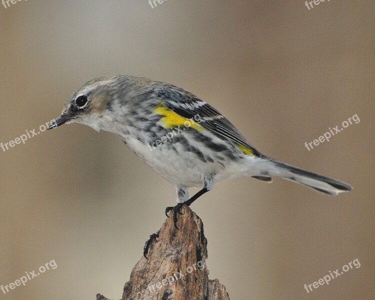 Warbler Myrtle Warbler Bird Songbird Yellow-rumped