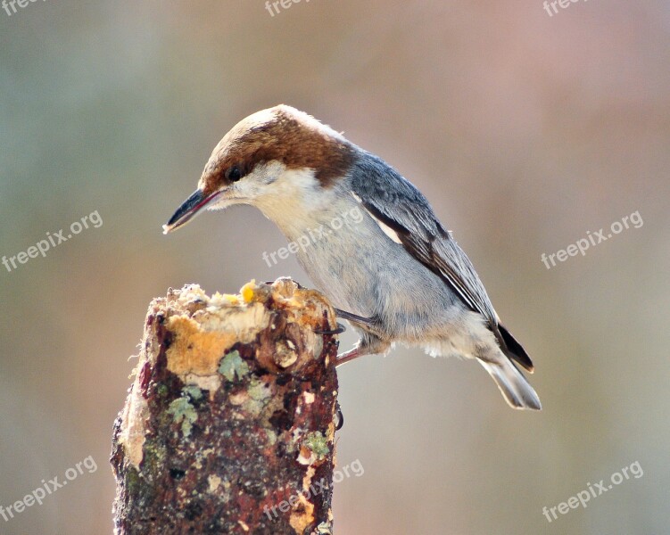 Bird Nuthatch Brown-headed Nuthatch Nature Wildlife