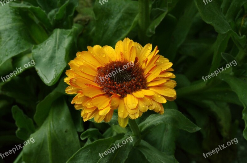 Calendula Flower Yellow Herb Green