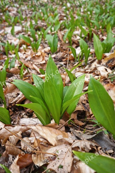 Wild Garlic Allium Ursinum Bear's Garlic Plant Forest