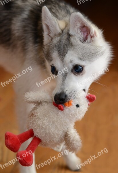 Dog Dog Toy Toy Puppy Busted