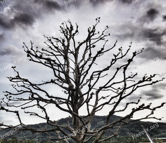 Tree Spooky Outdoor Nature Shadow