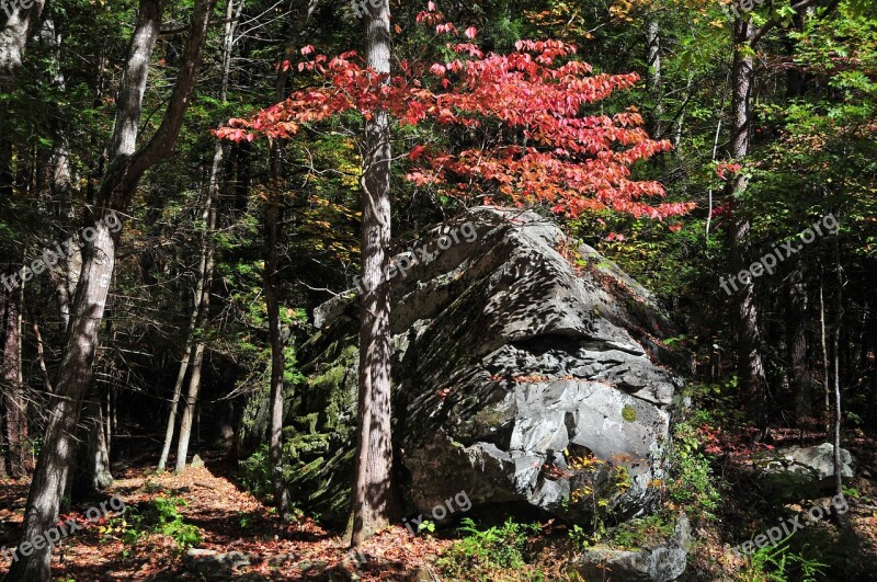 Little River Smoky Mountains Rock Tree River