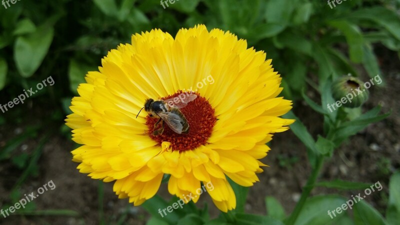 Marigold Fly Fly On Flower Insect Blossom