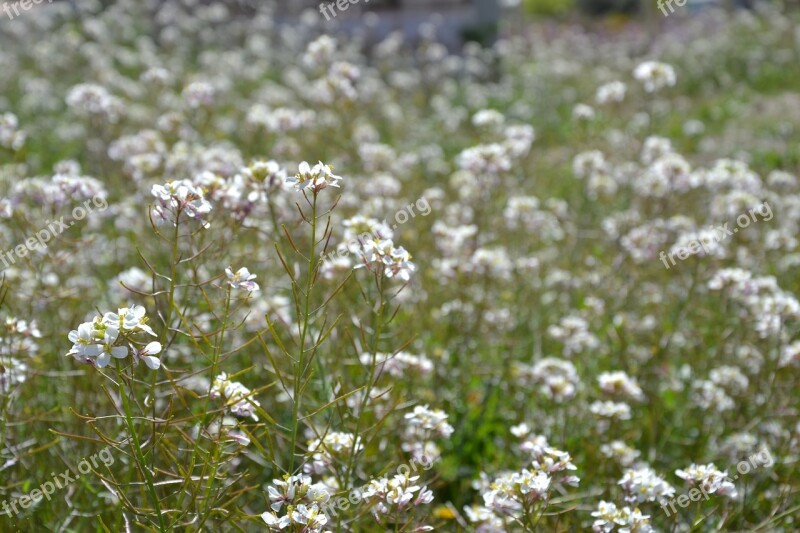 Flowers Flowery Field Nature Landscape Spring