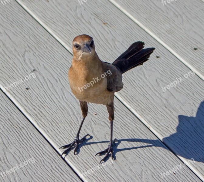 Grackle Female Bound Boat Fauna Bird Free Photos