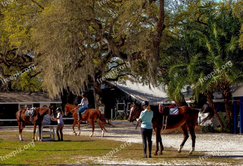 Horse Riding Horses Equestrian Stables Amazon