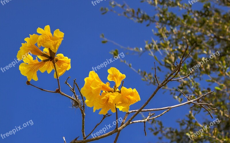 Flowers Yellow Nature Spring Plant