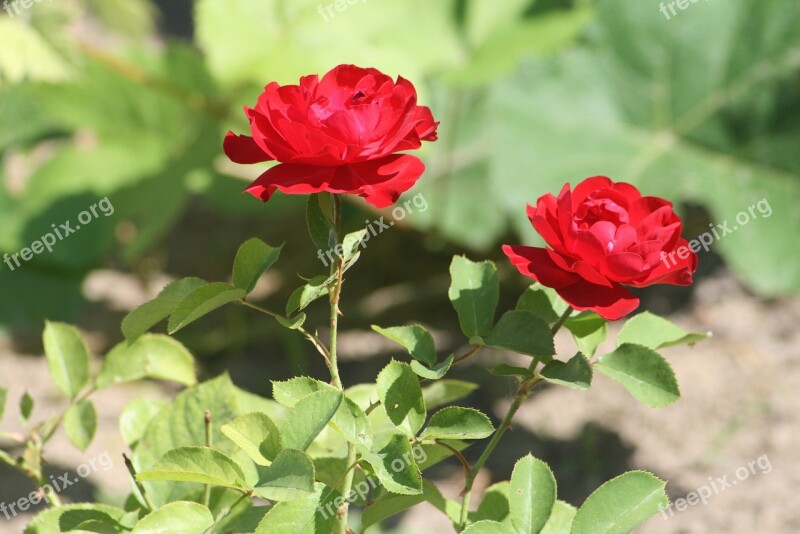 Rose Summer Bloom Red Rose Nature