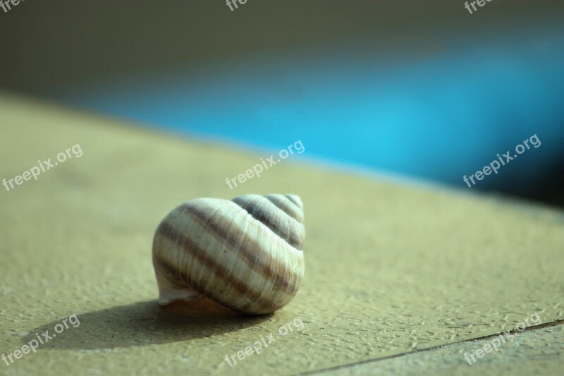 Snail Empty Shell Snail Shell Striped Light