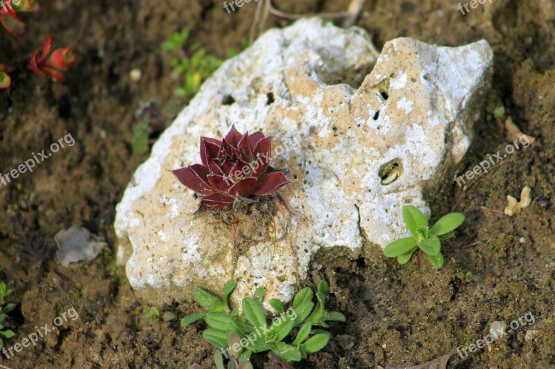 Spring Stonecrop Stone Rock Garden Garden