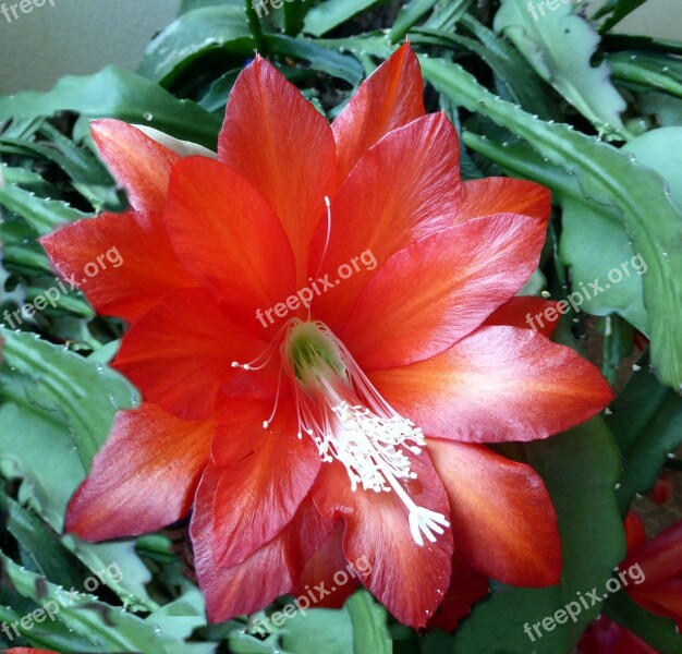 Easter Cactus Blossom Bloom Close Up Red