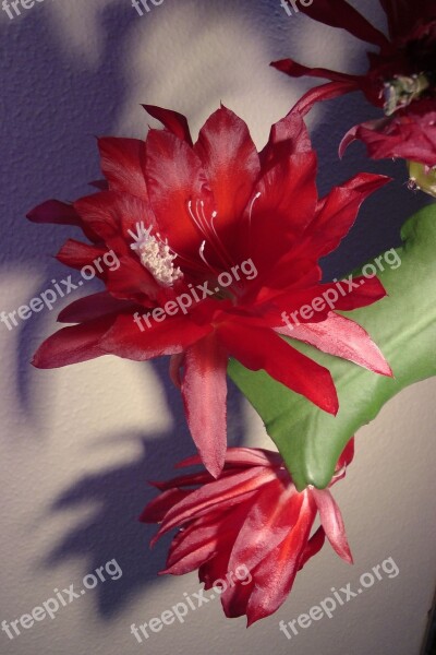 Easter Cactus Blossom Bloom Blossoms Colorful