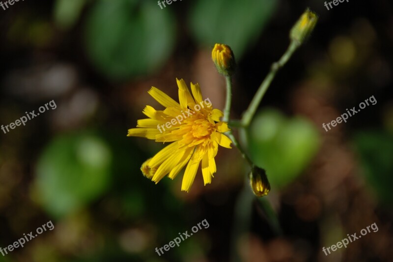 Blossom Bloom Yellow Flower Hawk Herb