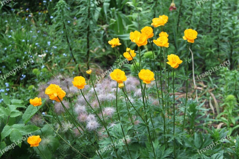 Garden Yellow A Tangled Web Flower Summer