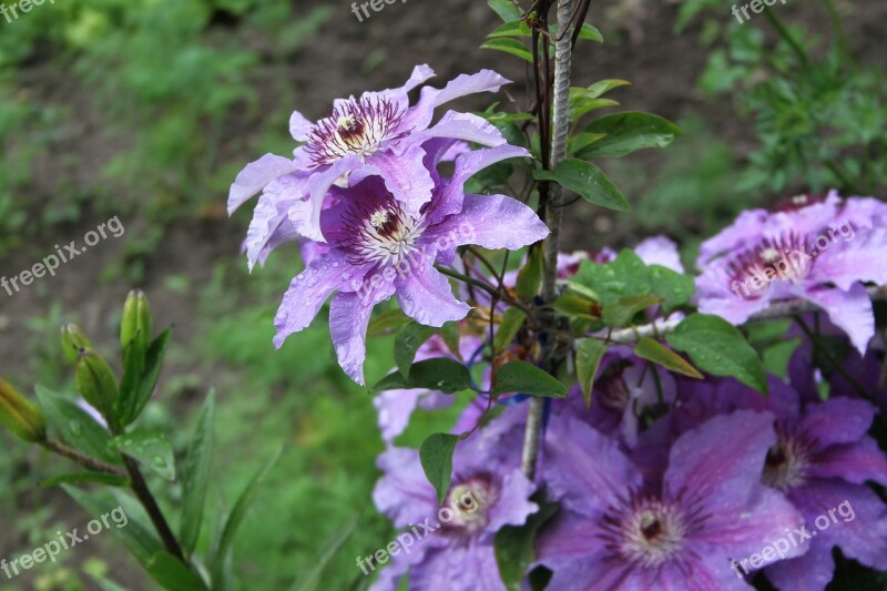 Clematis Garden Summer Violet Blooms