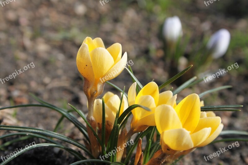 Krokus Spring Yellow Blooms Nature