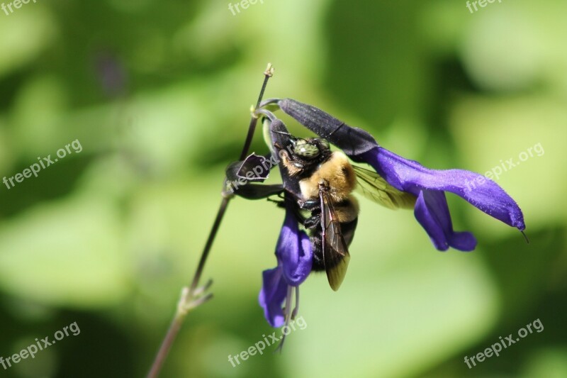 Bee Flower Purple Nature Insect