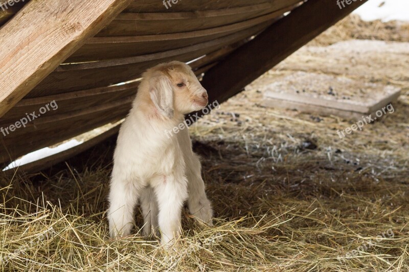 Goat Kid Pasture Animal World Farm