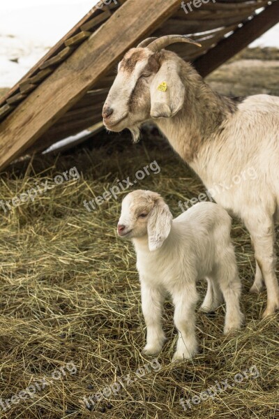 Animals Goat Lambs Domestic Goat Kid