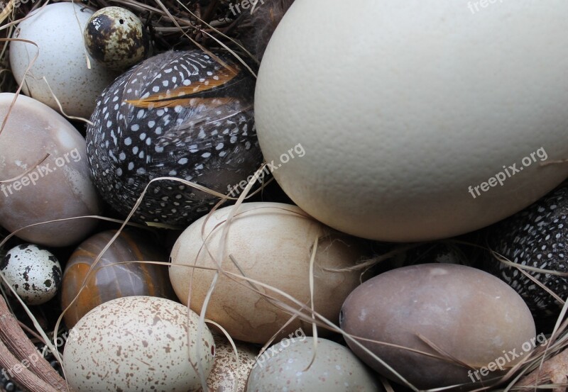 Easter Eggs Easter Nest Nature Decoration Egg