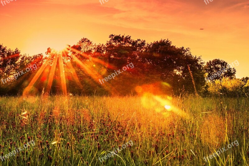 Clover Sunset Trees Sky Field