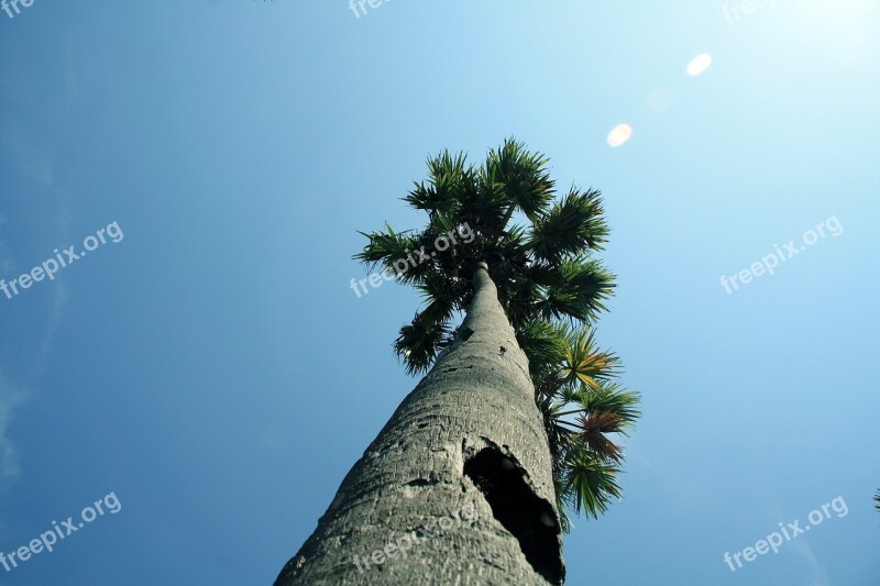 Palmyra Tree Palmyra Asian Tropical Tall