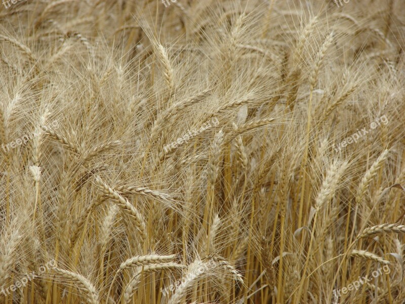 Wheat Wheat Spike Wheat Field Cereals Spike Grain