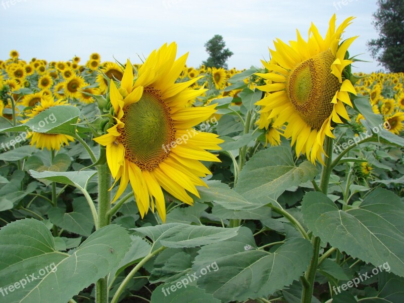 Sunflower Petals Leaves Yellow Sunflowers