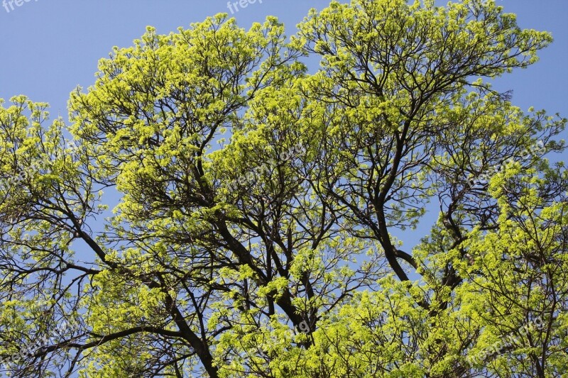 Tree Tops Oak Tree Forest Leaves