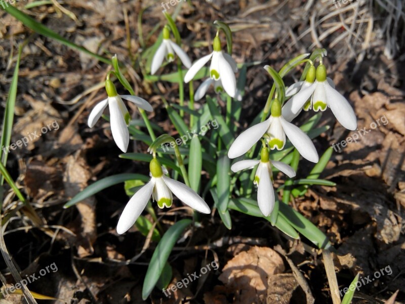 Snowdrops Flowers White Greens Spring