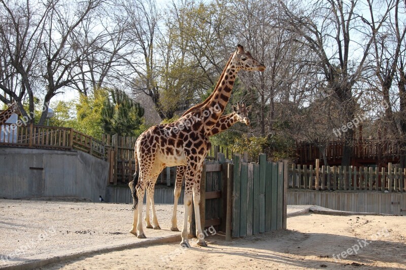 Giraffe Animal Zoo Mammal Free Photos