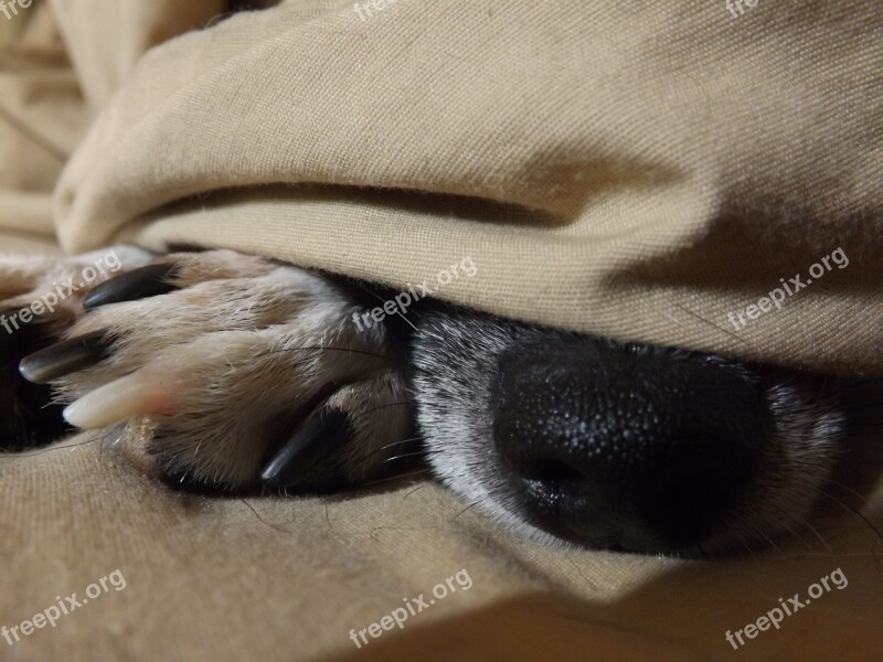 Pets Dog Nose Sleeping Canine