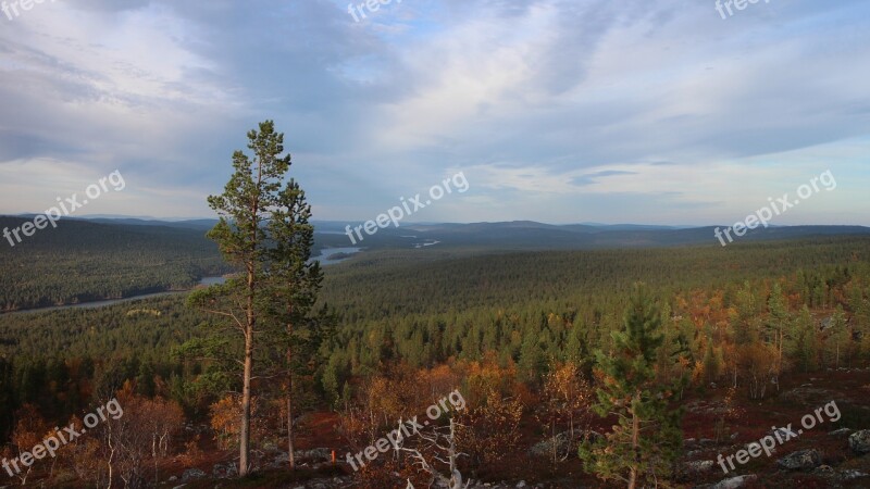 Forest Nature Landscape Fell Outdoors