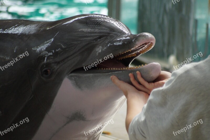 Dolphin Zoo Nature Animals Free Photos