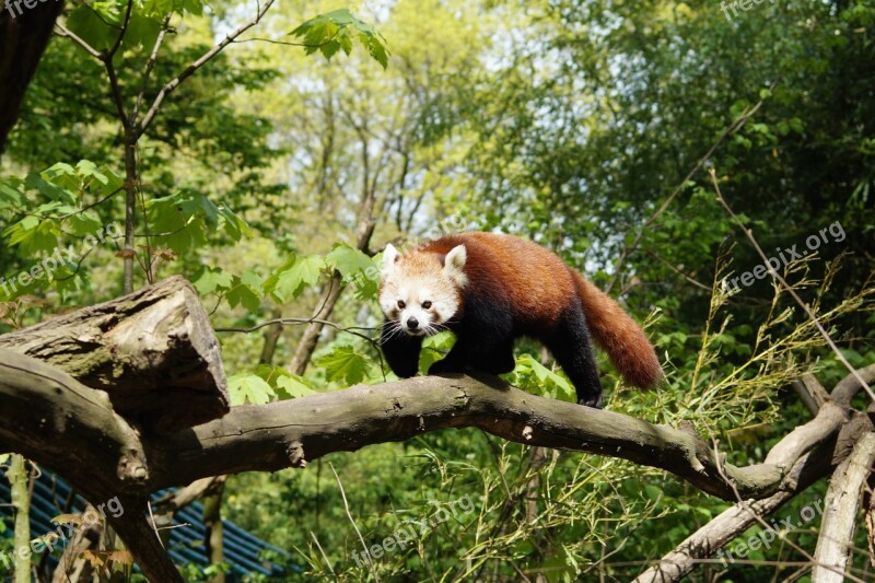 Panda Nature Mammal Red Panda Zoo