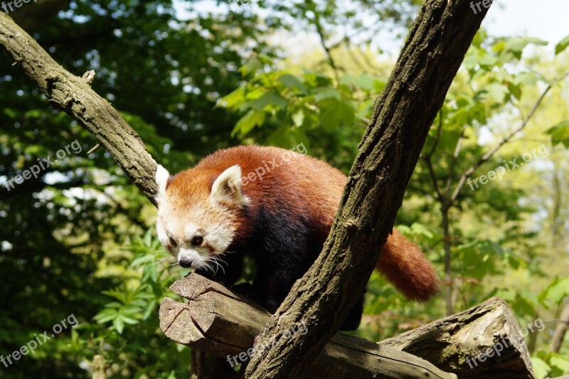 Panda Nature Mammal Red Panda Zoo