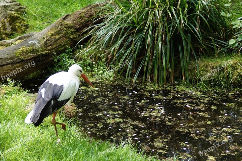 Stork Bird Storks Animals Rattle Stork