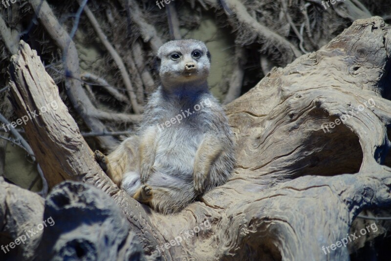 Meerkat Zoo Nature Tiergarten Cute