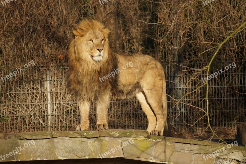 Lion Zoo Big Cat Mane Lion's Mane