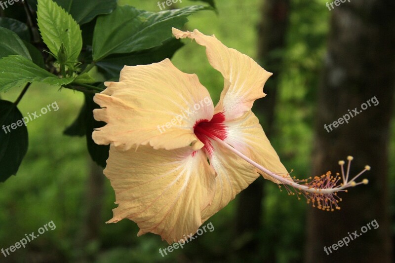 Tropical Flower Flower Nature Exotic Yellow