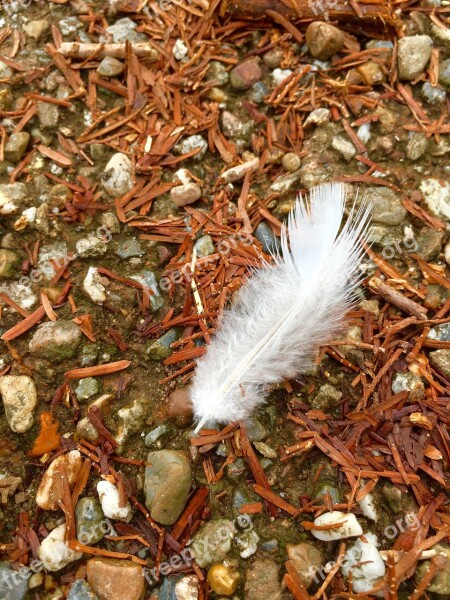 White Feather Angel's Wings Sign Free Photos