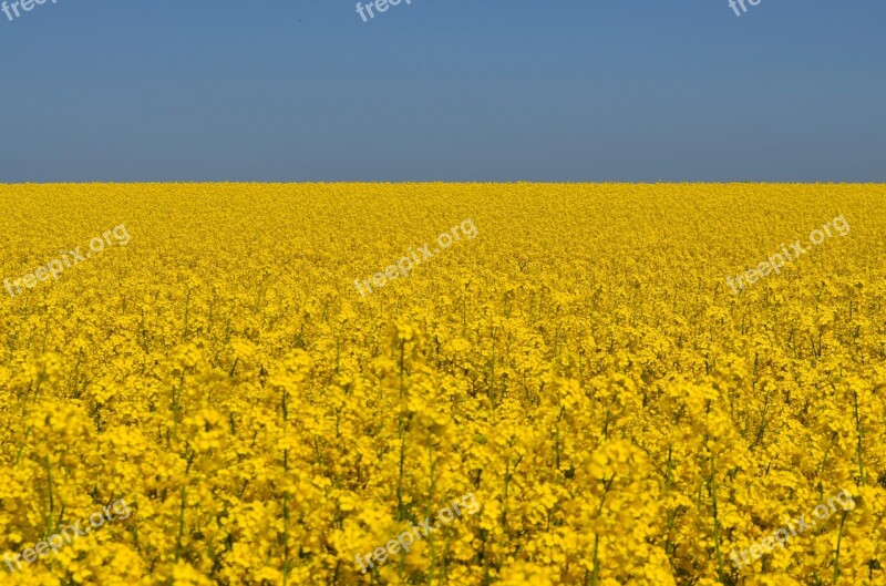 Oilseed Rape Sky Field Of Rapeseeds Yellow Landscape