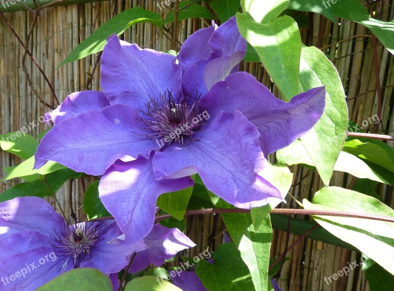 Clematis Climber Plant Blue-purple Garden Plant Free Photos