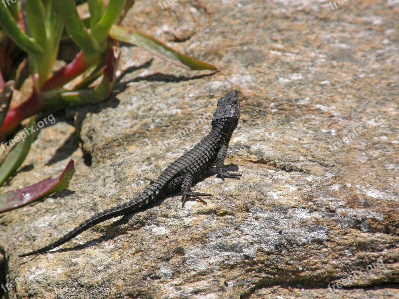 South Africa Cape Of Good Hope Fauna Lizard Free Photos