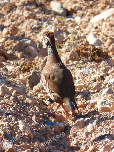 Partridge Running Perdigana Hunting Field